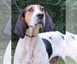 Small Photo #1 Treeing Walker Coonhound-Unknown Mix Puppy For Sale in Wetumpka, AL, USA