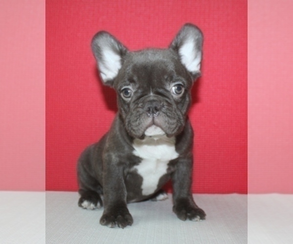 Medium Photo #2 French Bulldog Puppy For Sale in BAYVILLE, NJ, USA