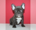 Small Photo #2 French Bulldog Puppy For Sale in BAYVILLE, NJ, USA