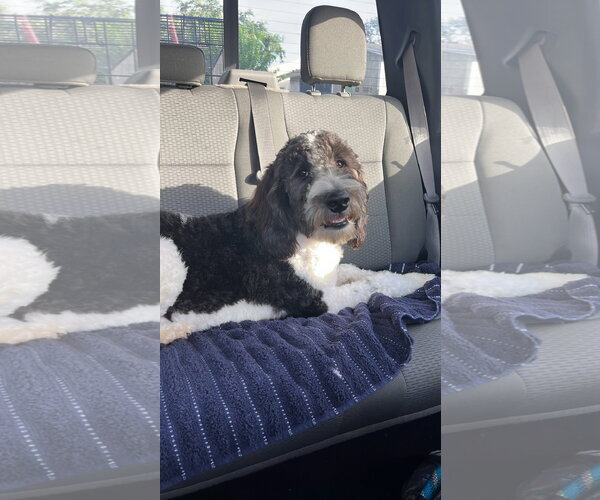 Medium Photo #1 Mutt Puppy For Sale in Valrico, FL, USA