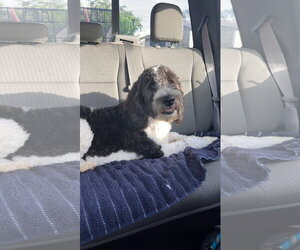 Mutt Dogs for adoption in Valrico, FL, USA