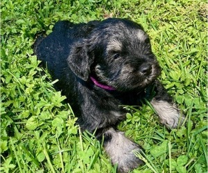 Schnauzer (Miniature) Puppy for sale in EDGEWOOD, MD, USA