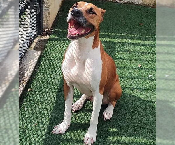 Medium Photo #9 Boxer-Unknown Mix Puppy For Sale in McKinney, TX, USA