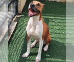 Small #8 Boxer Mix