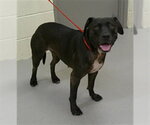 Small Labrador Retriever