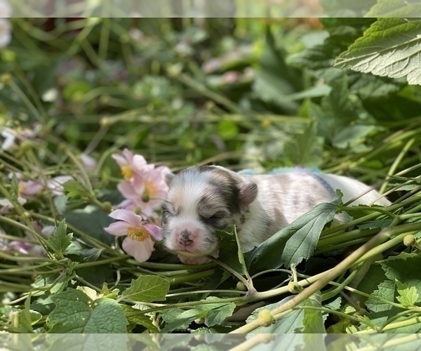 Medium Photo #7 Bullhuahua-Chihuahua Mix Puppy For Sale in RAWSONVILLE, MI, USA