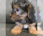 Small #2 Yorkshire Terrier