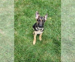 German Shepherd Dog Puppy for Sale in STATESVILLE, North Carolina USA