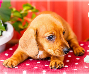 Dachshund Puppy for sale in WAKARUSA, IN, USA