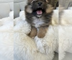 Small #6 Pomeranian