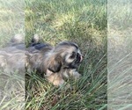 Small Photo #10 Shih Tzu Puppy For Sale in MONROE, NC, USA