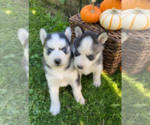 Small Photo #16 Siberian Husky Puppy For Sale in EAST HERKIMER, NY, USA