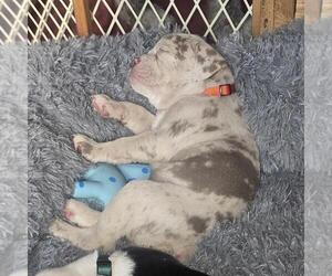 Medium Olde English Bulldogge