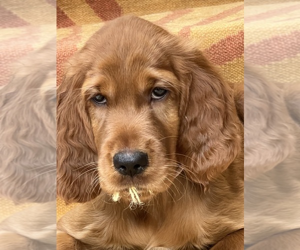 Medium Photo #13 Irish Setter Puppy For Sale in KALAHEO, HI, USA
