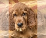 Small #12 Irish Setter