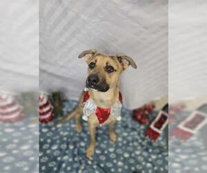 Shepradors Dogs for adoption in London, Ontario, Canada