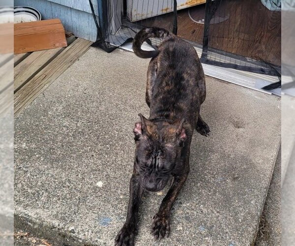Medium Photo #2 Mutt Puppy For Sale in Bellingham, WA, USA