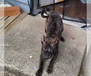 Bindi - Female Mutt Dog for Adoption - Photo #2