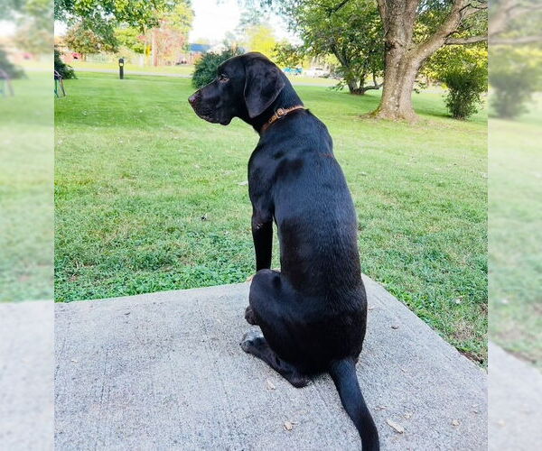 Medium Photo #4 German Shorthaired Pointer Puppy For Sale in Forest, VA, USA