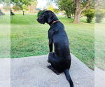 Small #3 German Shorthaired Pointer
