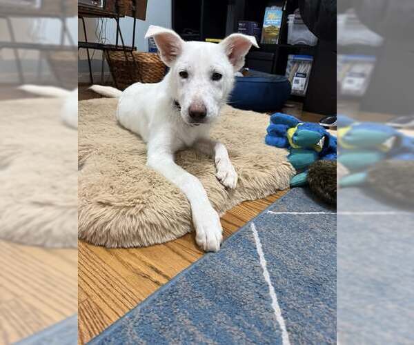 Medium Photo #2 Anatolian Shepherd Puppy For Sale in Louisville, KY, USA