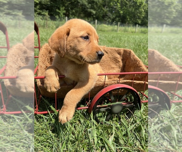 Medium Photo #3 Labrador Retriever Puppy For Sale in NEOLA, WV, USA