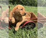 Small #2 Labrador Retriever