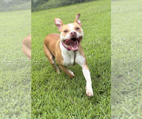 Medium Photo #1 American Pit Bull Terrier-Unknown Mix Puppy For Sale in Virginia Beach, VA, USA
