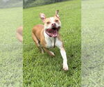 Small American Pit Bull Terrier Mix