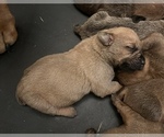 Small Photo #4 Boerboel Puppy For Sale in LITTLE ROCK, AR, USA
