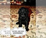 Small Photo #2 Goldendoodle Puppy For Sale in SAINT CLAIR SHORES, MI, USA
