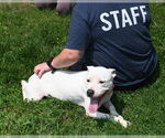 Small #2 American Pit Bull Terrier
