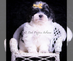 Small #4 Maltipoo (Toy)