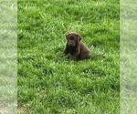 Small Photo #7 Labrador Retriever Puppy For Sale in LEXINGTON, MI, USA