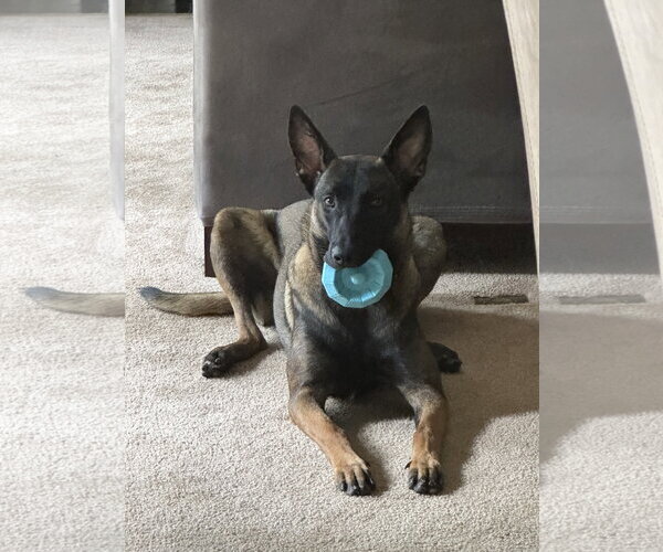 Medium Photo #3 Mutt Puppy For Sale in Albemarle, NC, USA