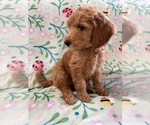 Small #4 Goldendoodle