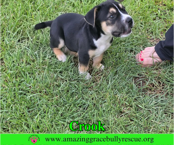 Medium Photo #6 American Staffordshire Terrier-Beagle Mix Puppy For Sale in Milton, FL, USA