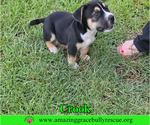 Small #5 American Staffordshire Terrier-Beagle Mix