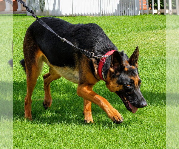 Medium Photo #20 German Shepherd Dog-Unknown Mix Puppy For Sale in Lake Forest, CA, USA