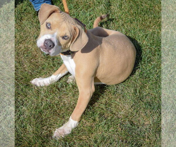Medium Photo #2 American Staffordshire Terrier-Beagle Mix Puppy For Sale in Huntley, IL, USA