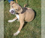 Small #1 American Staffordshire Terrier-Beagle Mix
