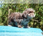 Small #30 ShihPoo