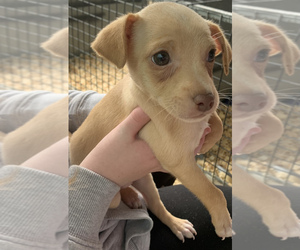 Rat-Cha Puppy for sale in MADISON PARK, LA, USA