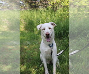 Labrador Retriever-Unknown Mix Dogs for adoption in Bemidji, MN, USA