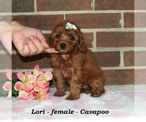 Cavapoo (Miniature) Puppy for sale in CLARKRANGE, TN, USA