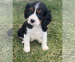 Small Photo #1 Cavalier King Charles Spaniel Puppy For Sale in NILES, MI, USA