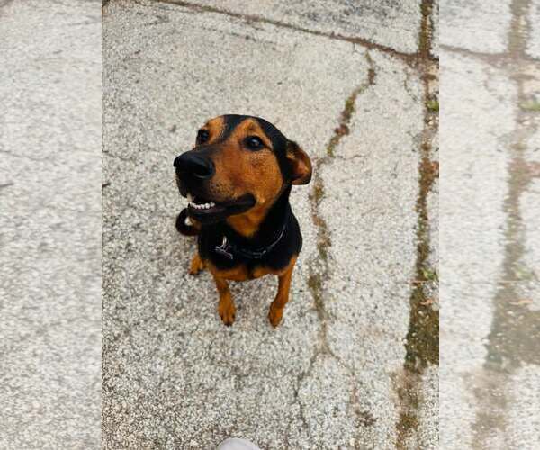 Medium Photo #9 Doberman Pinscher-Unknown Mix Puppy For Sale in Houston, TX, USA