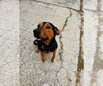 Small #8 Doberman Pinscher Mix