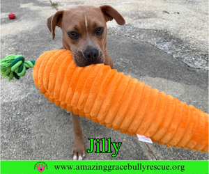 Jilly - Female American Pit Bull Terrier-Unknown Mix Dog for Adoption - Photo #10