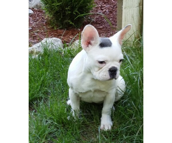 Medium Photo #7 French Bulldog Puppy For Sale in CARVER, OR, USA
